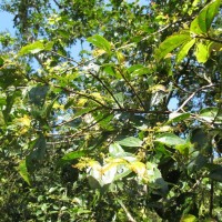 Celtis philippensis Blanco